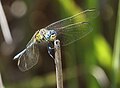 Immature male