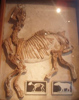 A Palaeotherium csontváza