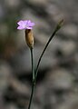 Kopfnelke (Petrorhagia prolifera)