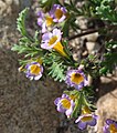 Phacelia bicolor