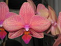 Phalaenopsis cultivar close-up