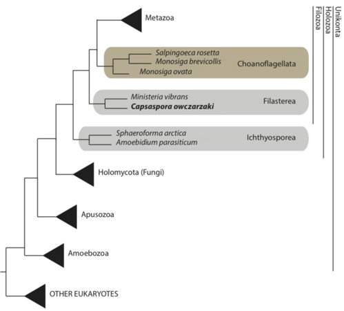 Vereinfachter phylogenetischer Baum mit der Gattung Salpngoeca