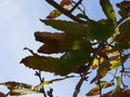 Sawtooth Oak (Quercus acutissima)