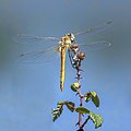 Immature male