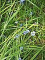 Sisyrinchium angustifolium