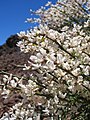 Spartocytisus supranubius