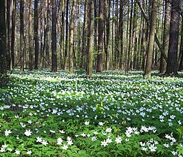 Eiken- en beukenbos op voedselrijke grond met o.a. bosanemoon