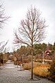 A juvenile Mongolian lime (Tilia mongolica) with clear growth habit during the winter months in Uppsala, Sweden.