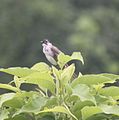 Ein Vogel an der Ostküste Taiwans Ohne mir 100 % sicher zu sein: Chinabülbül (Pycnonotus sinensis formosae), wegen Ostküste ist aber auch Taiwanbülbül (P. taivanus) möglich