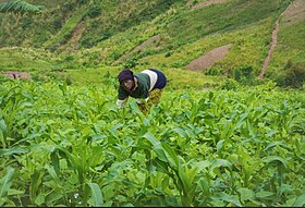 A farmer harvesting food crops in Kamanyola in the Ruzizi Plain