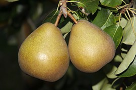 Reife Früchte der Sorte ‘Gellerts Butterbirne’