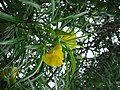 Cascabela Thevetia and its leaves in a Brazilian school