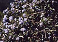 Ceanothus foliosus