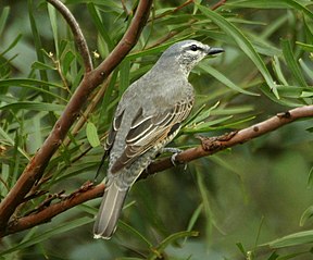 Mönchsraupenfänger (Coracina tenuirostris)