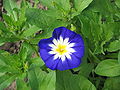 Convolvulus tricolor close-up