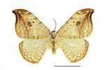 Drepana falcataria – Specimen