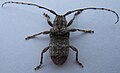 Unknown Cerambycidae