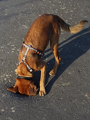 Ein Hund namens Summer