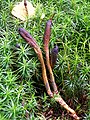 Zungen-Kernkeule (Elaphocordyceps ophioglossoides) an Hirschtrüffel (Elaphomyces)