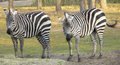 Grant's Zebra (Equus quagga boehmi)