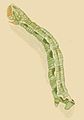 Larva