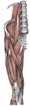 Musculus quadriceps femoris