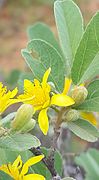 Close-up of flowers and flower buds