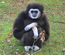 Weißhandgibbon