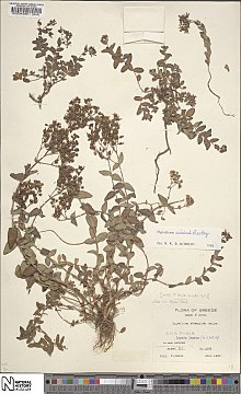 Specimen of Hypericum atomarium at the National History Museum in London