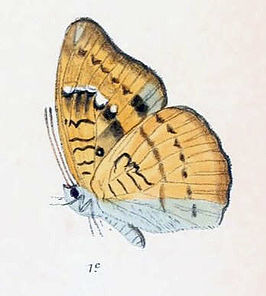 Euthalia kesava