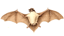 Pipistrellus rueppellii