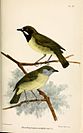 1879 illustration of male (above) and female (below) fairy gerygone