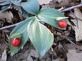 Ruscus hypoglossum L., koruma altındaki bitki ve Gabrovo yakınlarındaki bir ormanda doğa kullanımı düzenlenmiştir.