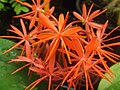 Poederkwast Scadoxus cinnabarinus