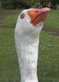 The beak of a domestic goose