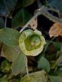 Silene baccifera young fruit