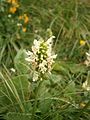 Stachys alopecuros