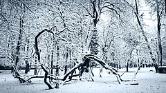 Zdjęcie. Przedstawia ono tarnowskie planty w zimowej scenerii. Na pierwszym planie widać przykrytą śniegiem powykręcaną surimię, za nią można dostrzec drzewa, na których gałęziach również leży śnieg.