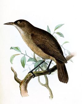 Palaubrilvogel