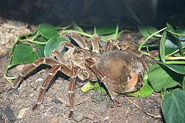 A nem típusfaja, a Theraphosa blondi