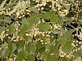 Tilia platyphyllos