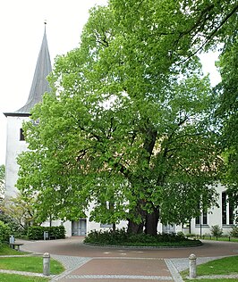 De historische gerechtslinde midden in Scheeßel (mei 2015)