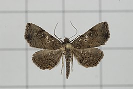 Rhesala imparata