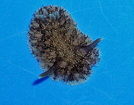 Acanthodoris brunnea