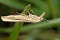 Agriphila latistria