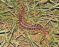 Alipes sp. photographed in South Africa