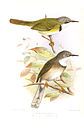 Apalis thoracica claudei illustriert von Henrik Grönvold