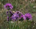 Ungarische Skabiosen-Flockenblume (Centaurea scabiosa subsp. sadleriana)