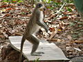 Grüne Meerkatzen Green Monkey