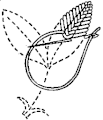 Closed Cretan stitch